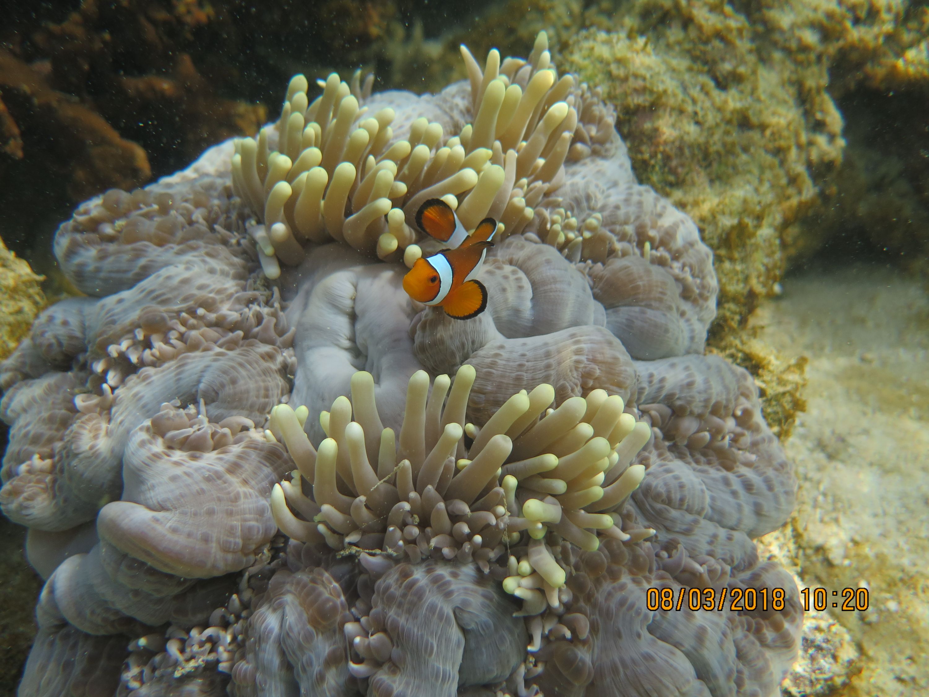 Beach Cleaning & Our Coral Reef